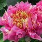 10 Pcs Chinese Rare and Precious Species of Blue Peony Flower Bonsai