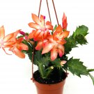 100 Pcs Hanging Schlumbergera Zygocactus Flores Bonsai Christmas Cactus Plantas