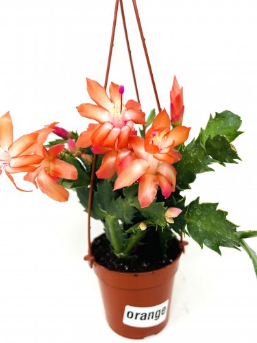 100 Pcs Hanging Schlumbergera Zygocactus Flores Bonsai Christmas Cactus Plantas