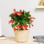 100 Pcs Hanging Schlumbergera Zygocactus Flores Bonsai Christmas Cactus Plantas