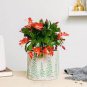 100 Pcs Hanging Schlumbergera Zygocactus Flores Bonsai Christmas Cactus Plantas