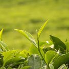 5 Pcs Chinese Green Tea Tree Bonsai Plant 5 Pcs Chinese Green Tea Tree Bonsai Plant
