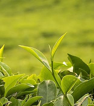 5 Pcs Chinese Green Tea Tree Bonsai Plant