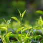 5 Pcs Chinese Green Tea Tree Bonsai Plant
