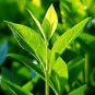 5 Pcs Chinese Green Tea Tree Bonsai Plant