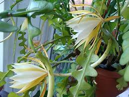 100 Pcs Epiphyllum Anguliger Fishbone Succulent Zig Zag Cactus Hanging Plant