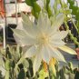 100 Pcs Epiphyllum Anguliger Fishbone Succulent Zig Zag Cactus Hanging Plant