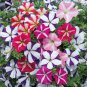 100 Pcs are Beautiful Petunia Flower Plants 24 Kinds of Petunia Flower can Choose Bonsai