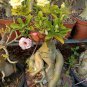 100 Pcs Unique Mixed Colors Japanese Bonsai Potted