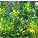 100 Pcs Aglaia Odorata Bonsai Rare Balcony Potted Plant Flower Bonsai Elegant Flower