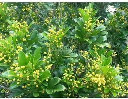 100 Pcs Aglaia Odorata Bonsai Rare Balcony Potted Plant Flower Bonsai Elegant Flower