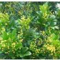 100 Pcs Aglaia Odorata Bonsai Rare Balcony Potted Plant Flower Bonsai Elegant Flower