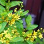 100 Pcs Aglaia Odorata Bonsai Rare Balcony Potted Plant Flower Bonsai Elegant Flower