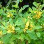 100 Pcs Aglaia Odorata Bonsai Rare Balcony Potted Plant Flower Bonsai Elegant Flower