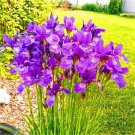 20 Pcs Iris Bonsai Irises Flower Bonsai Perennial Beautiful Flowering Potted Plants
