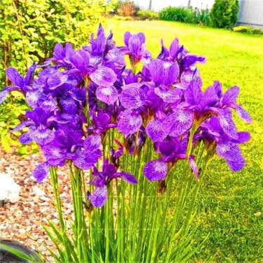 20 Pcs Iris Bonsai Irises Flower Bonsai Perennial Beautiful Flowering Potted Plants