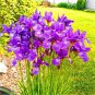 20 Pcs Iris Bonsai Irises Flower Bonsai Perennial Beautiful Flowering Potted Plants