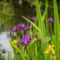 20 Pcs Iris Bonsai Irises Flower Bonsai Perennial Beautiful Flowering Potted Plants