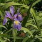 20 Pcs Iris Bonsai Irises Flower Bonsai Perennial Beautiful Flowering Potted Plants