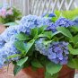 20 Pcs Chinese Colors Hydrangea Real Perennial Flower Garden Beautiful Wedding Party Flower Plant