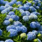 20 Pcs Chinese Colors Hydrangea Real Perennial Flower Garden Beautiful Wedding Party Flower Plant