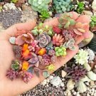 200 Pcs Rare Beauty Succulents Plants