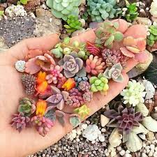 200 Pcs Rare Beauty Succulents Plants