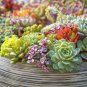 200 Pcs Rare Beauty Succulents Plants