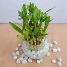 50 Pcs Lucky Bamboo Bonsai Small Potted Plants Purify