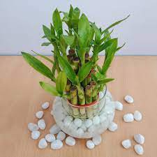 50 Pcs Lucky Bamboo Bonsai Small Potted Plants Purify