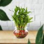 50 Pcs Lucky Bamboo Bonsai Small Potted Plants Purify