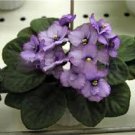 50 Pcs Mini Bonsai Violet Plants Colorful Rare African Flower