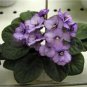 50 Pcs Mini Bonsai Violet Plants Colorful Rare African Flower