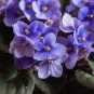 50 Pcs Mini Bonsai Violet Plants Colorful Rare African Flower