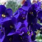 50 Pcs Mini Bonsai Violet Plants Colorful Rare African Flower