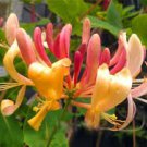 100 Pcs Honeysuckle Vine Plant, Naturally Grown, Rare Flower Flores Bonsai for Home Garden 100 Pcs Honeysuckle Vine Plant, Naturally Grown, Rare Flower Flores Bonsai for Home Garden