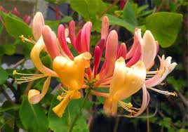 100 Pcs Honeysuckle Vine Plant, Naturally Grown, Rare Flower Flores Bonsai for Home Garden