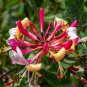 100 Pcs Honeysuckle Vine Plant, Naturally Grown, Rare Flower Flores Bonsai for Home Garden