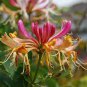 100 Pcs Honeysuckle Vine Plant, Naturally Grown, Rare Flower Flores Bonsai for Home Garden