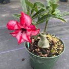 1 Pcs Beautiful White Borde rRed Desert Rose Flowers Potted Bonsai Potted