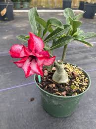 1 Pcs Beautiful White Borde rRed Desert Rose Flowers Potted Bonsai Potted