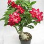1 Pcs Beautiful White Borde rRed Desert Rose Flowers Potted Bonsai Potted