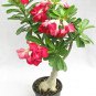 1 Pcs Beautiful White Borde rRed Desert Rose Flowers Potted Bonsai Potted