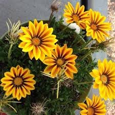 20 Pcs Gazania Potted Bonsai