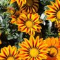 20 Pcs Gazania Potted Bonsai