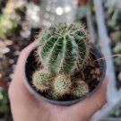 200 Pcs Egg Succulents Bonsai Echinopsis Tubiflora Cactus Flores Rare Flower Lithops Pots Planters 200 Pcs Egg Succulents Bonsai Echinopsis Tubiflora Cactus Flores Rare Flower Lithops Pots Planters