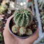 200 Pcs Egg Succulents Bonsai Echinopsis Tubiflora Cactus Flores Rare Flower Lithops Pots Planters