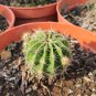 200 Pcs Egg Succulents Bonsai Echinopsis Tubiflora Cactus Flores Rare Flower Lithops Pots Planters