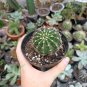 200 Pcs Egg Succulents Bonsai Echinopsis Tubiflora Cactus Flores Rare Flower Lithops Pots Planters