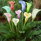 100 Pcs Rainbow Calla Lily Plants Flower Plant Plants Seed 100 Pcs Rainbow Calla Lily Plants Flower Plant Plants Seed